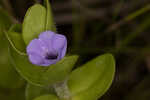 Blue waterhyssop